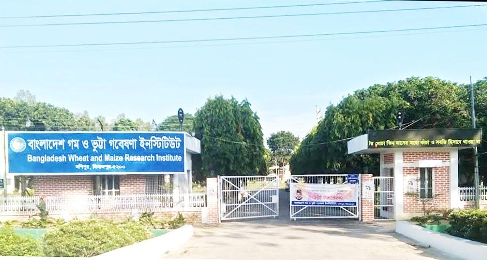 গম ও ভুট্টা গবেষণায় গুরুত্বপূর্ণ অবদান রাখছে বিডব্লিউএমআরআই
